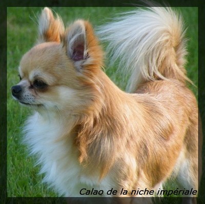 Les Chihuahua de l'affixe de la Cabane aux Peluches