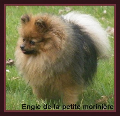 Engie De la petite moriniere