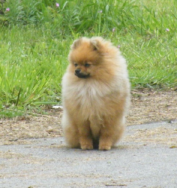 Gautan de la Cabane aux Peluches